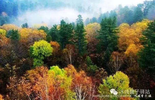 国家森林公园,汤旺河国家公园,茅兰沟国家森林公园,朗乡,金山屯鹿苑