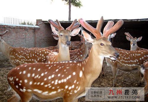 优质配种梅花鹿 种鹿 产茸高、后代好 可签订合同-九州鹿